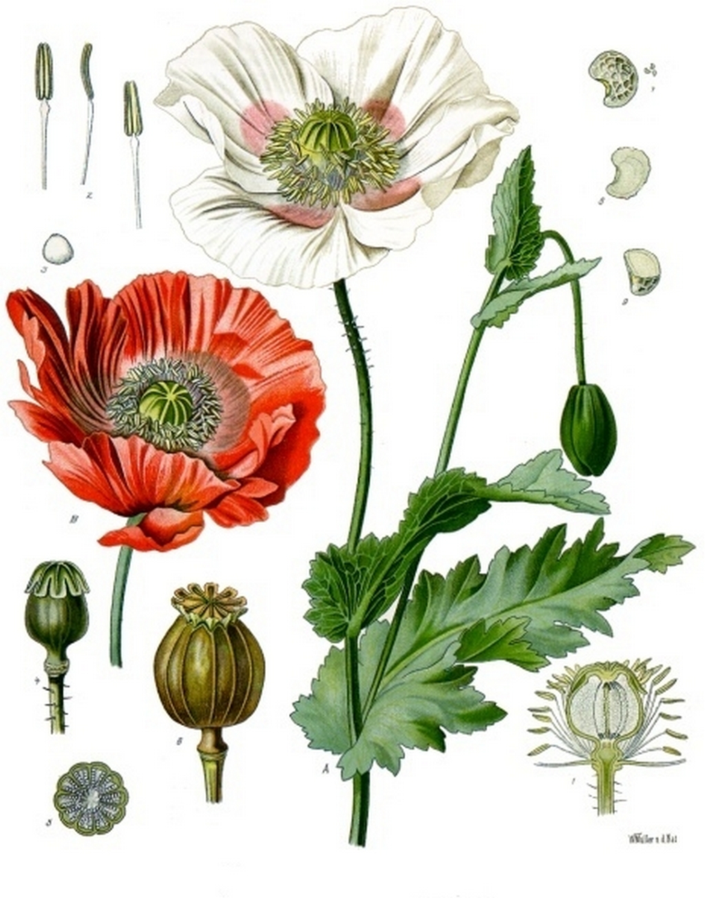 Papaver Somniferun